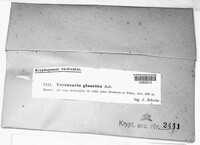 Image of Verrucaria glaucina